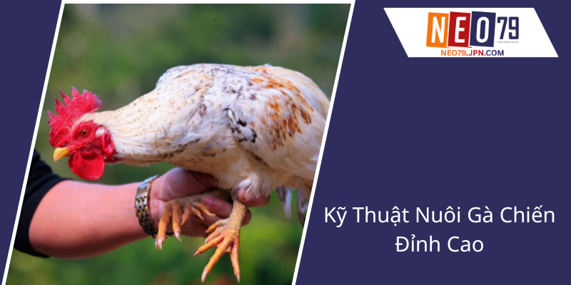 Đá Gà NEO79 - Trận Đấu Đỉnh Cao Với Công Nghệ Tiên Tiến Và Chiến Thuật Xuất Sắc 1 Ky Thuat Nuoi Ga Chien Dinh Cao1